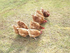 photo of chickens