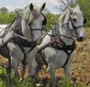 A little work, a little play makes for the perfect plowing day