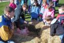 Southern Local FFA Petting Zoo