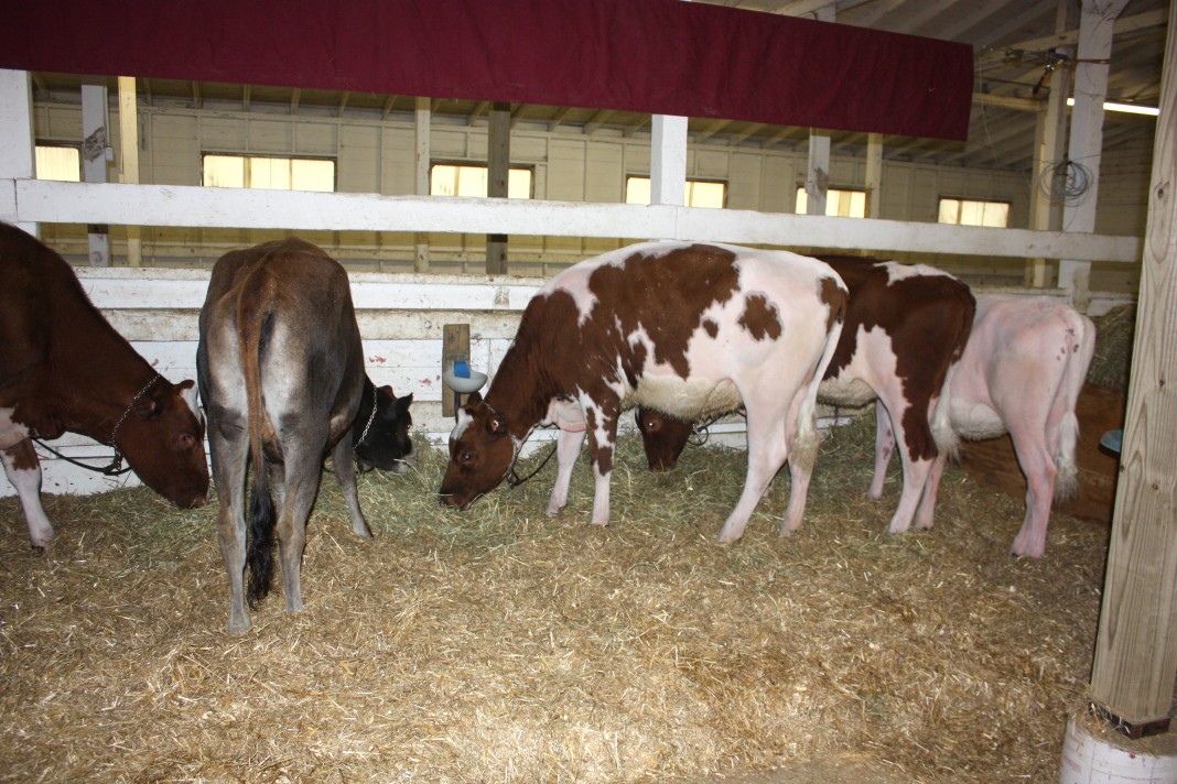 How To Determine If Cattle Are Bulls, Steers, Cows Or Heifers - Farm ...