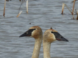 Trumpeter swans