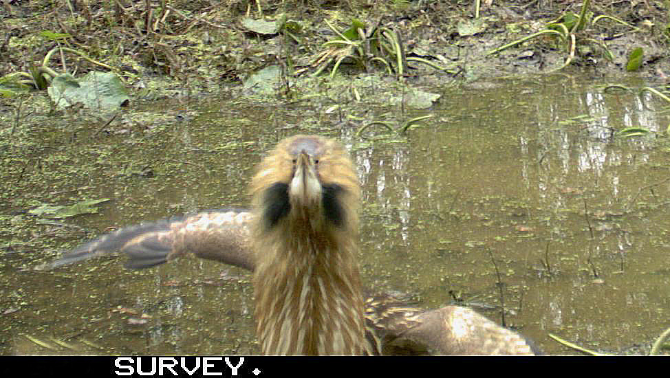 American bittern