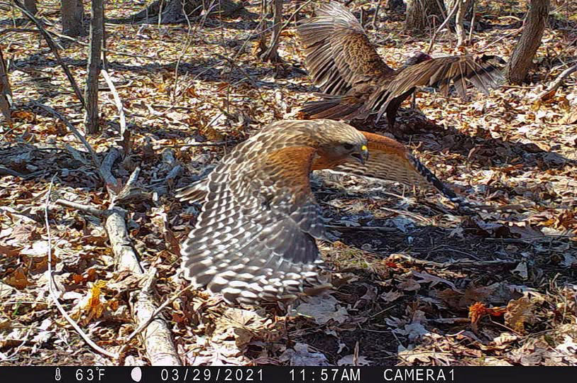 red-shouldered hawk and a turkey vulture