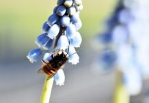 mason bee